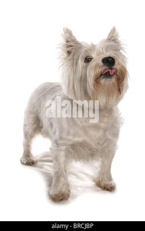 West Highland Terrier adulte seul debout dans studio UK Banque D'Images