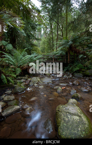 Un léger courant d'exécution grâce à Badger Creek Victoria en Australie. Banque D'Images