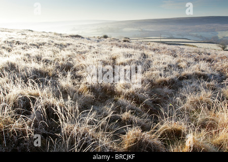 Couverts de givre rétroéclairé herbes rugueuses sur les landes de North York Moors national park Banque D'Images