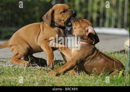 Le Rhodesian Ridgeback (Canis lupus familiaris). Deux chiots se quereller. Banque D'Images