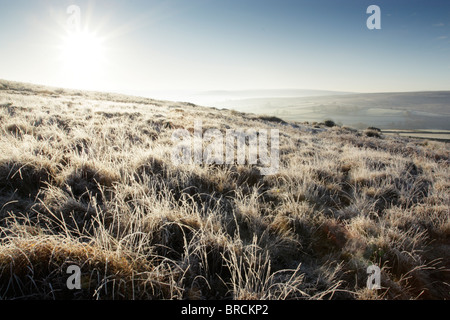 Couverts de givre rétroéclairé herbes rugueuses sur les landes de North York Moors national park Banque D'Images