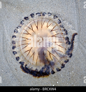 Boussole des méduses (Chrysaora hysoscell) sur la plage de Haamstede, Nouvelle-Zélande, Pays-Bas Banque D'Images