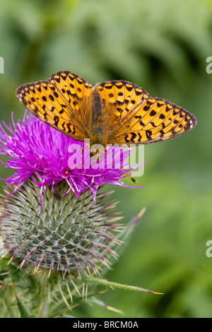 Dark Green Fritillary, Argynnis aglaja, lance sur le chardon, Cirsium vulgare Banque D'Images