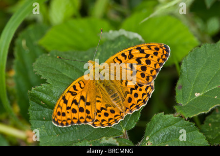 High Brown Fritillary, Argynnis, lanthonia Banque D'Images