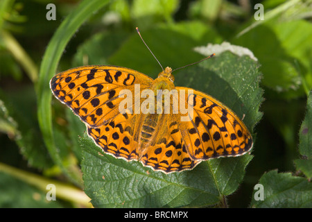 High Brown Fritillary, Argynnis, lanthonia Banque D'Images