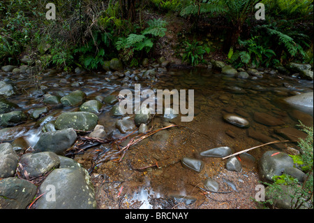 Badger Creek Australie Victoria court cependant une forêt tropicale et fournit de l'eau à la communauté locale. Banque D'Images