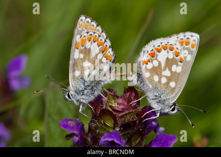 Le nord de l'Argus Brun Aricia artaxerxes, Papillon, associé Banque D'Images