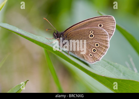 Aphantopus hyperantus un papillon, Banque D'Images