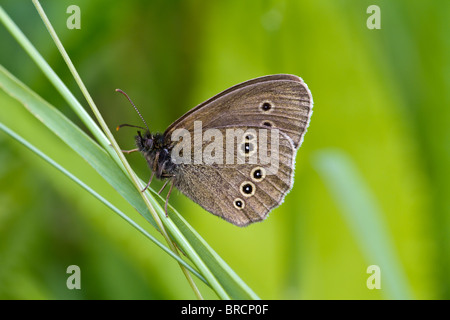 Aphantopus hyperantus un papillon, Banque D'Images