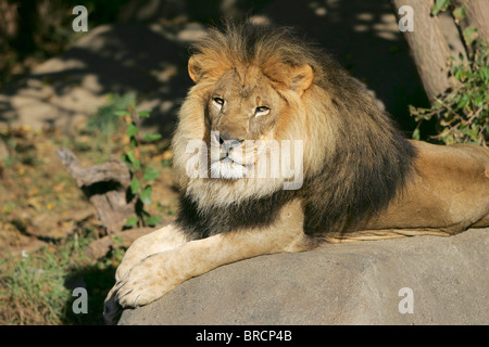 Un lion mâle adulte portant sur les rochers dans le calme Banque D'Images