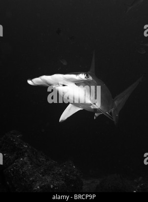 Requin-marteau halicorne, Sphyrna lewini, Cocos Island, du Costa Rica, de l'Océan Pacifique Banque D'Images