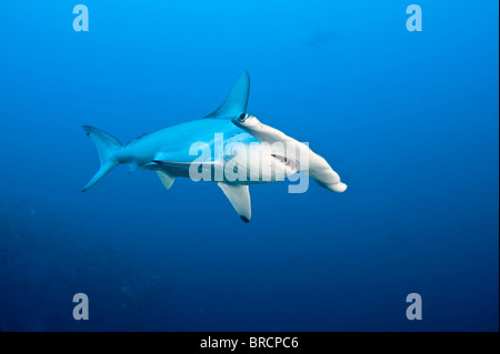 Requin-marteau halicorne, Sphyrna lewini, Cocos Island, du Costa Rica, de l'Océan Pacifique Banque D'Images