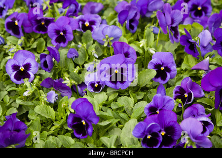 Jardin Pansy (Viola × wittrockiana), cultivées à l'intérieur des serres chauffées par géothermie, Hveragerdi, Sud de l'Islande. Banque D'Images