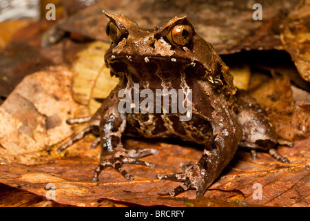 Montane Megophrys kobayashii et vie, Parc National de Kinabalu, Sabah, Bornéo Banque D'Images