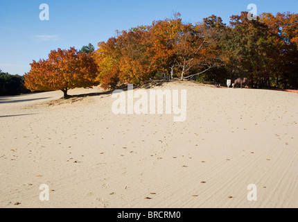 Le désert du Maine à Freeport est une merveille naturelle unique où les dunes de sable roulantes rencontrent les forêts de pins, créant un paysage surréaliste en Nouvelle-Angleterre. Banque D'Images