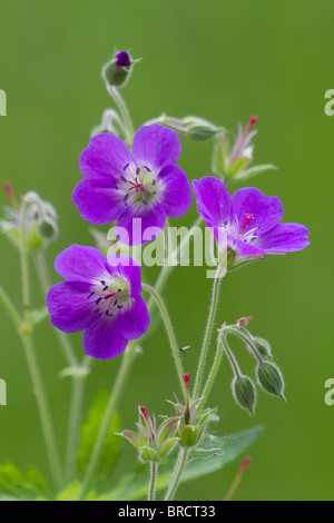 Crane's-Bill Wood, Geranium sylvaticum Banque D'Images