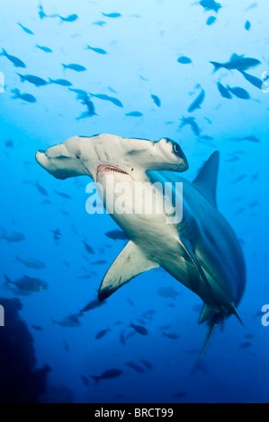 Requin-marteau halicorne, Sphyrna lewini, Cocos Island, du Costa Rica, de l'Océan Pacifique Banque D'Images