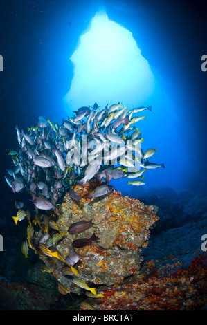 Maître d'école de l'île Cocos, vivaneaux , à l'Est de l'Océan Pacifique Banque D'Images