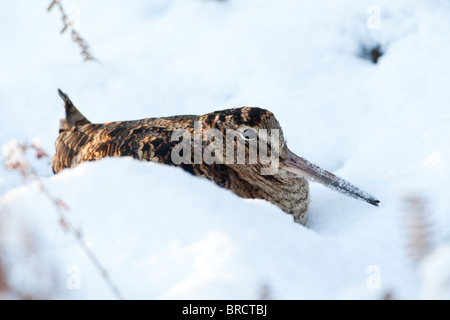Bécasse des bois Scolopax rusticola dans la neige Banque D'Images