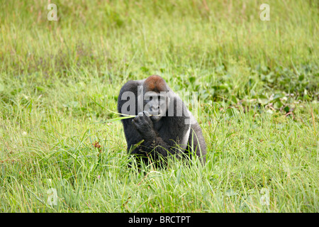 Gorille de plaine de l'Ouest, Mbeli Bai, Nouabale Ndoki National Park, République du Congo, Afrique Banque D'Images