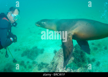 Plongée sous-marine nager avec (Zalophus californianus), l'île de San Cristobal, l'île des Galapagos, Equateur. Banque D'Images