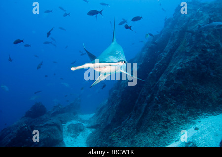 Requin-marteau halicorne, Sphyrna lewini, Cocos Island, du Costa Rica, de l'Océan Pacifique Banque D'Images