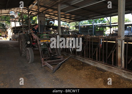 Les Vaches à l'homme sur le tracteur de ferme laitière alimente les vaches. Photographié en Israël Banque D'Images