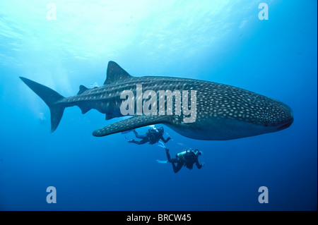 Rhincodon typus, Cocos Island, du Costa Rica, de l'Océan Pacifique Banque D'Images