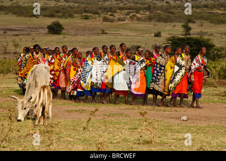 Les femmes Masai faisant danse de bienvenue avec le pâturage du bétail dans l'avant-plan, Masai Mara, Kenya, Afrique Banque D'Images