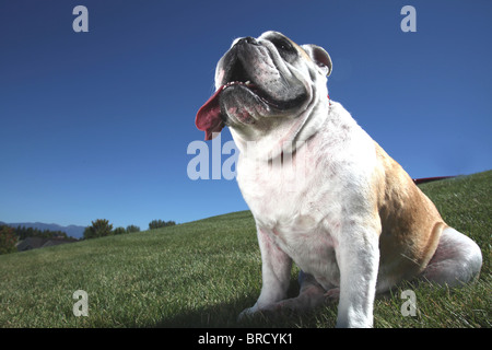 Portrait of happy bull dog sitting in grass w/ langue sortir de la bouche Banque D'Images