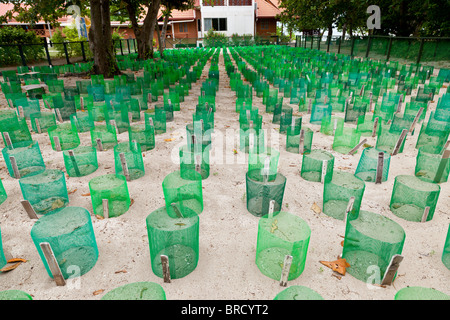 L'écloserie de tortues, l'île de Selingan, Turtle Islands National Park, Sabah, Bornéo Banque D'Images