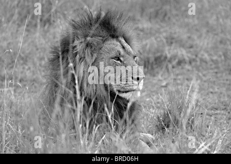 Lion mâle dans les forêts de Masai Mara, Kenya, Afrique Banque D'Images