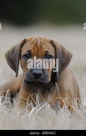 Le Rhodesian Ridgeback (Canis lupus familiaris). Chiot couché dans l'herbe sèche. Banque D'Images