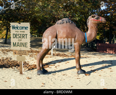 Le désert du Maine à Freeport est une merveille naturelle unique où les dunes de sable roulantes rencontrent les forêts de pins, créant un paysage surréaliste en Nouvelle-Angleterre. Banque D'Images