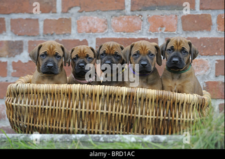 Le Rhodesian Ridgeback (Canis lupus familiaris). Cinq chiots dans un panier. Banque D'Images