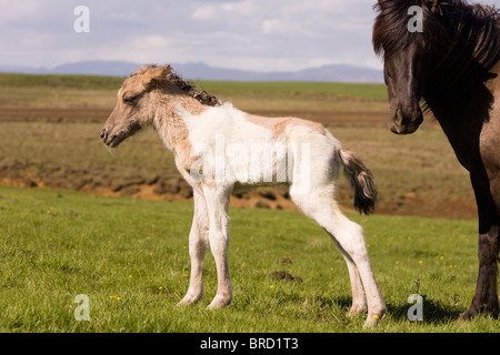 Quatre heures poulain avec sa mère, de l'Islande. Banque D'Images