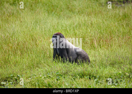 Gorille de plaine de l'Ouest, Mbeli Bai, Nouabale Ndoki National Park, République du Congo, Afrique Banque D'Images