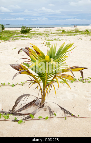 Plantule cocotier, Cocos nucifera, l'île de Selingan, Sabah, Bornéo Banque D'Images