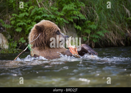 Manger un ours brun à partir d'une carcasse de saumon pêche emmêlées , Russian River, Kenai National Wildlife Refuge, en Alaska Banque D'Images