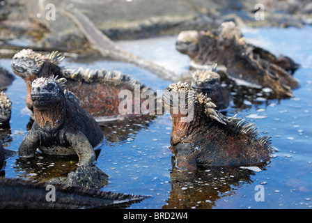 - L'Iguane marin Amblyrhynchus cristatus - baignade dans l'eau, l'Équateur, l'archipel des Galapagos, l'île Isabela Banque D'Images