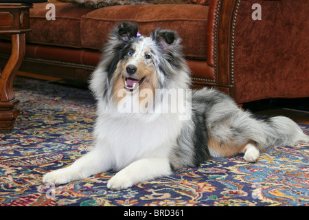 Un joli chien Sheltie portrait portrait dans un cadre naturel livingroom Banque D'Images