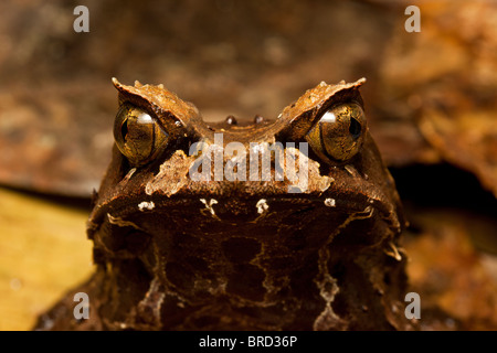 Montane Megophrys kobayashii et vie, Parc National de Kinabalu, Sabah, Bornéo Banque D'Images