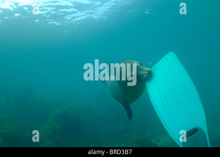 (Zalophus californianus) mordant un retournement du plongeur, l'île de San Cristobal, l'île des Galapagos, Equateur. Banque D'Images