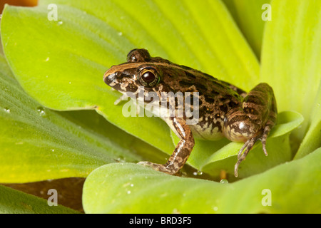 Fejervarya limnocharis herbe, grenouille, Sabah, Bornéo, Tuaran Banque D'Images