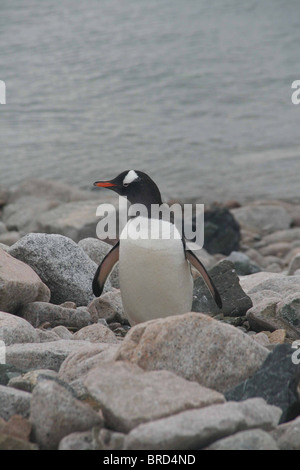 Gentoo pingouin on Rocky beach, [Pygoscelis papua] Cuverville Island, Antarctica Banque D'Images