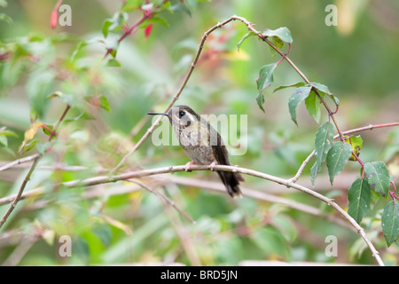 Hummingbird (Adelomyia melanogenys mouchetée maculata) Banque D'Images