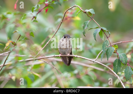 Hummingbird (Adelomyia melanogenys mouchetée maculata) Banque D'Images