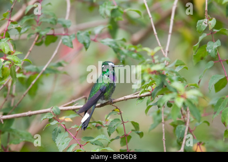 Purple-bibbed Whitetip (Urosticte benjamini) mâle. Banque D'Images