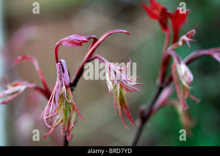 Acer palmatum bouton de la nouvelle feuille rouge écarlate printemps érable japonais Japanese Maple lisse de feuillus Banque D'Images