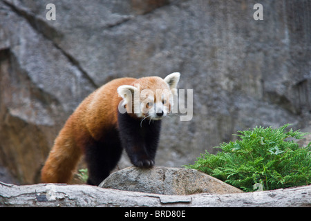 Le panda rouge (Ailurus fulgens) Banque D'Images